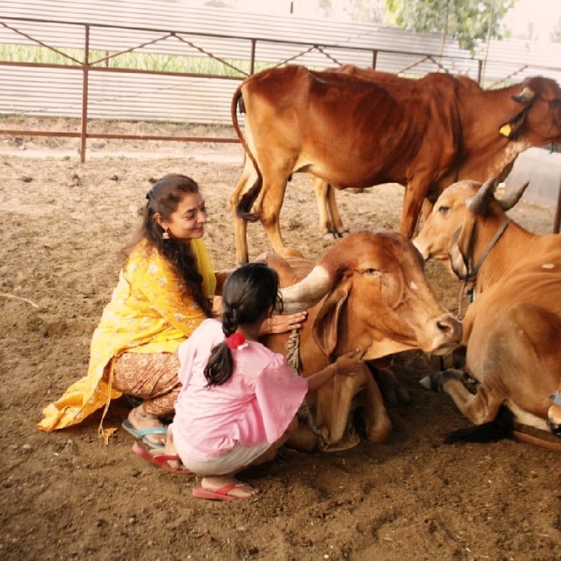 Gir cow in green pasture