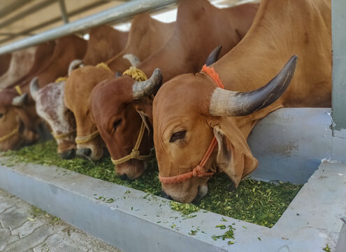 Gir cow main